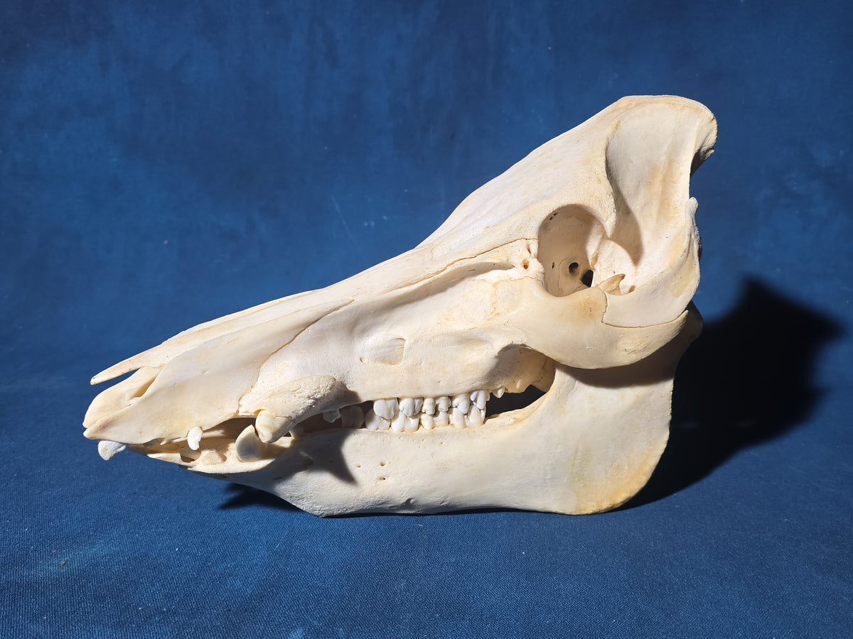 Vintage Wild Boar Skull