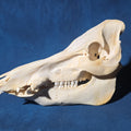 Lot 200 - Vintage Wild Boar Skull, 13-1/2" L