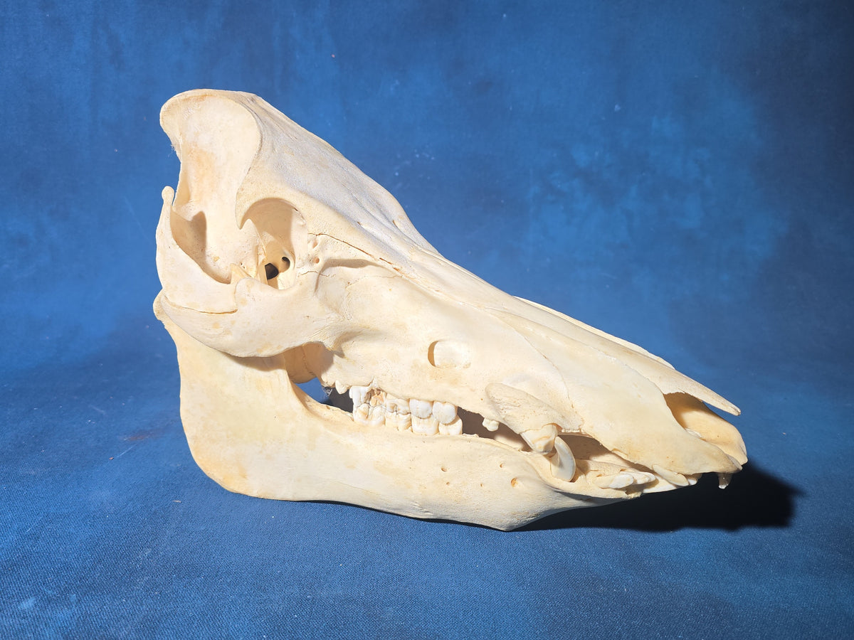 Vintage Wild Boar Skull