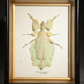 Lot 024 - Vintage Entomology Specimen Display of Phyllium Giganteum (Leaf Insect) in Glass-Front Black and Gold Shadow Box, 6-1/4" L x 7-3/4" H