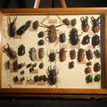 Lot 016 - Vintage Entomology Specimen Display of Large Beetles Including Stag Beetles, Longhorn Beetles, and Metallic Scarabs from India, Madagascar, and Other Regions, in Glass-Front Wood Cabinet Attributed to Hans Luhr, Kiel, Germany, 17-3/8" L x 13" H