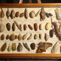 Lot 019 - Vintage Entomology Specimen Display of Cocoons, Pupae, and Chrysalids from Worldwide Localities with Monarch Butterfly Specimen, in Glass-Front Wood Cabinet Attributed to Hans Luhr, Kiel, Germany, 17-1/4" L x 12-7/8" H