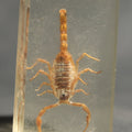 Lot 025 - Vintage Scorpion Specimen Embedded in Lucite Paperweight, 2-7/8" L