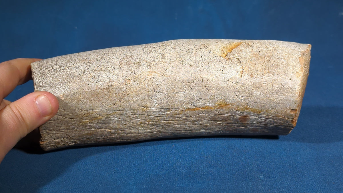 Fossilized Tusk Fragment, Labeled as from Marl in Georgia
