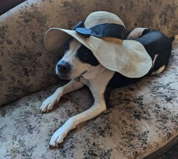 Lot 001 - Spotty's Snoot