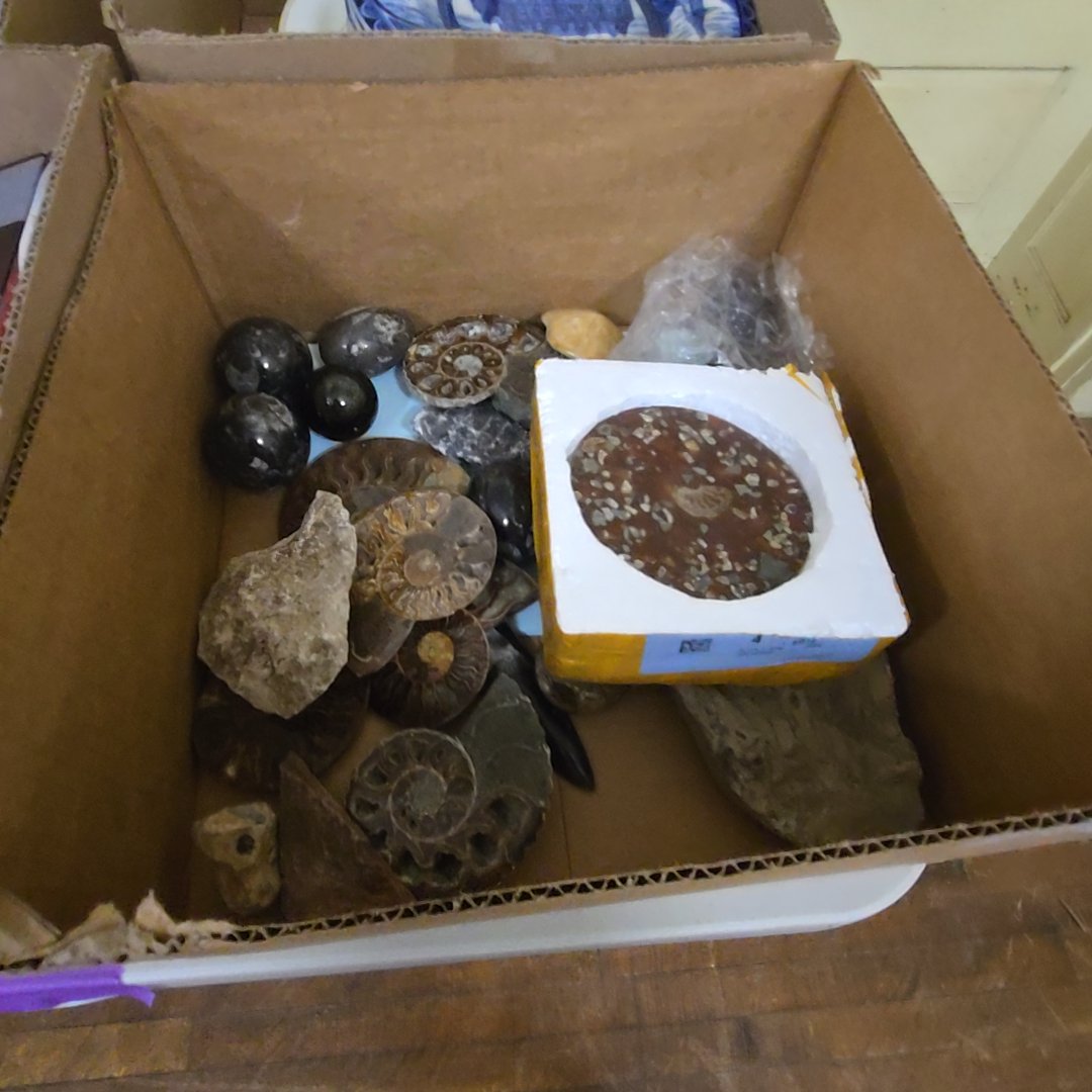 box lot of polished fossils