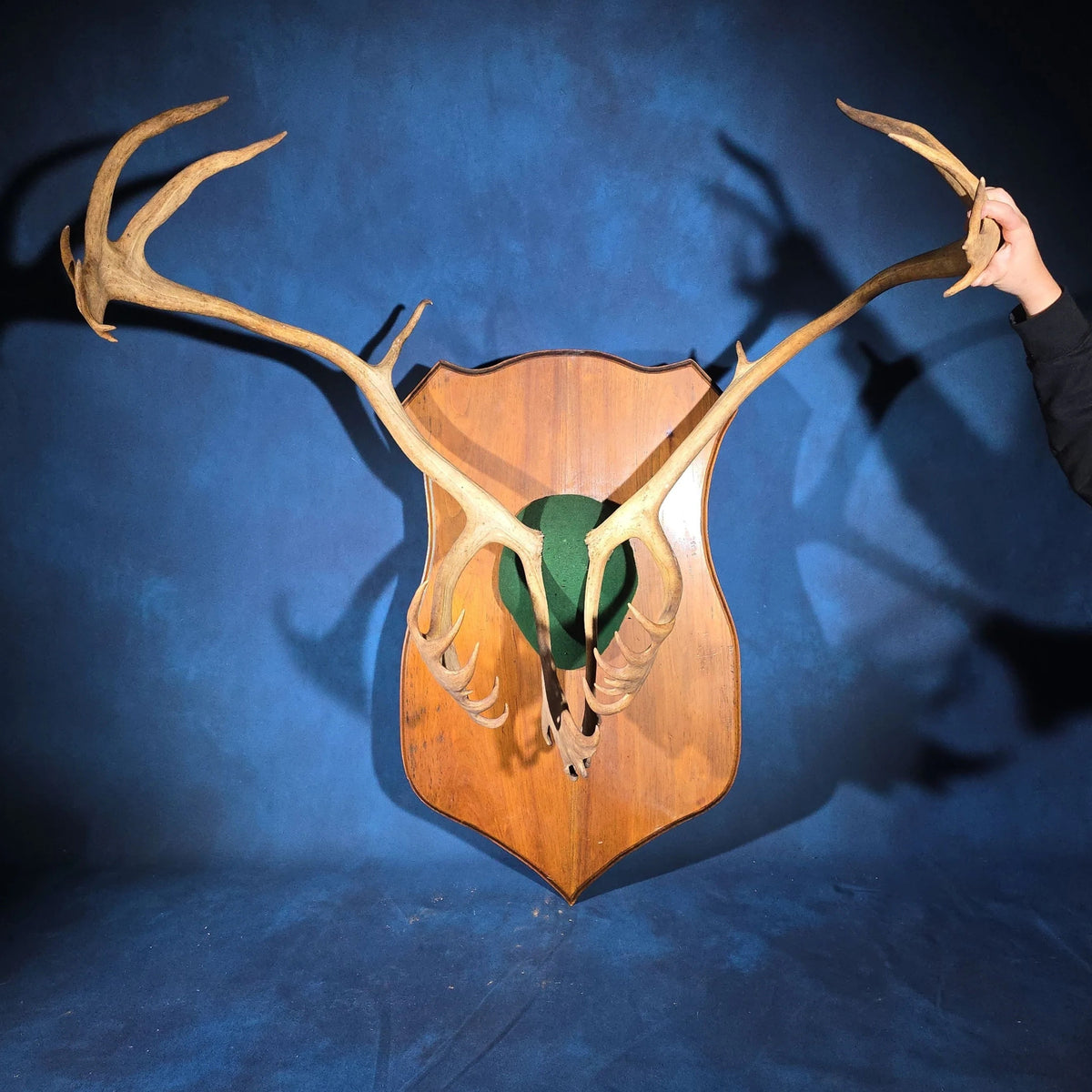 Vintage Mounted Caribou Antler Rack on Shield-Shaped Wooden Wall Plaque with Green Felt Skull Cap Cover