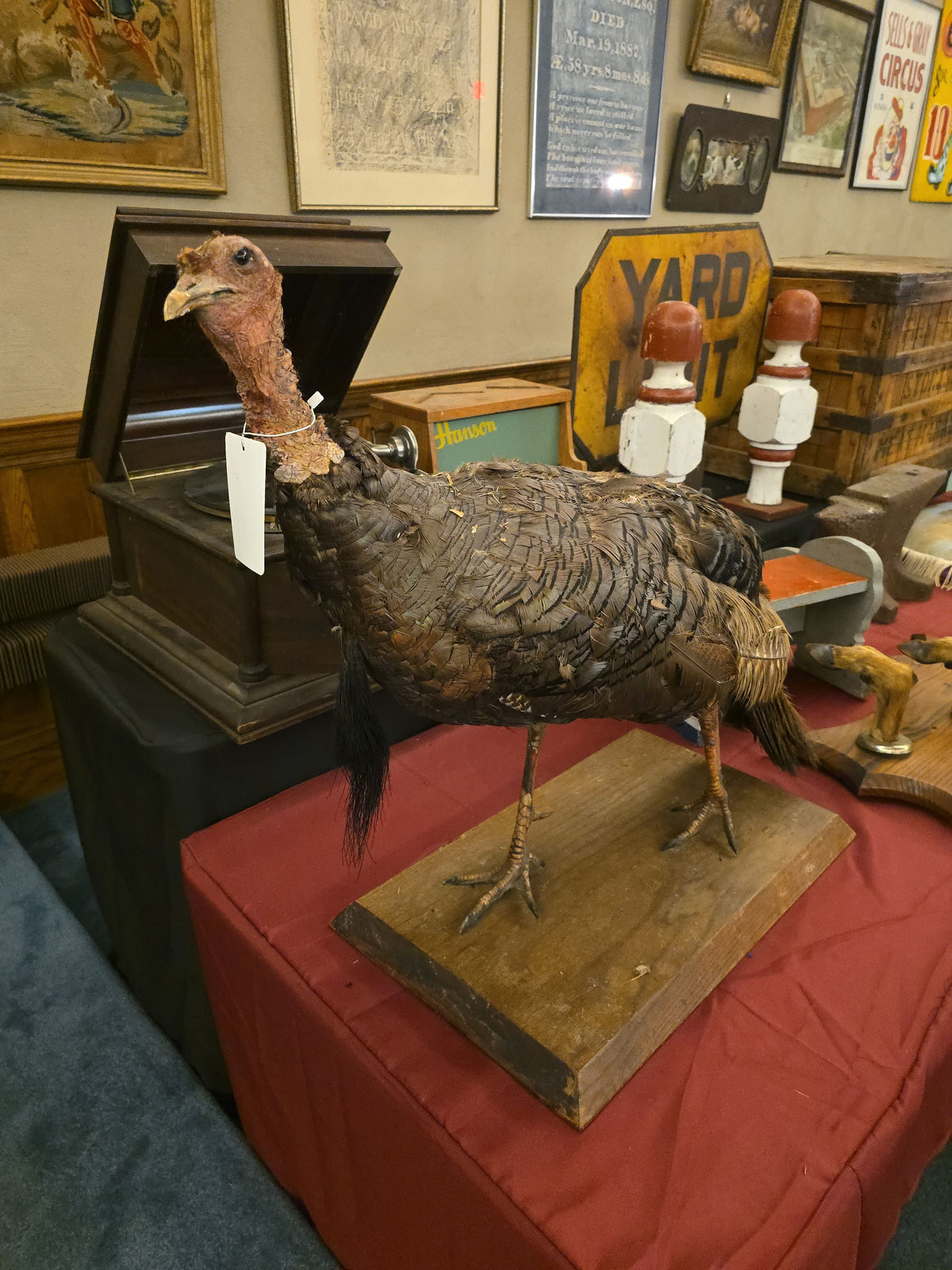 Vintage Taxidermy Wild Turkey Mount on Wood Base