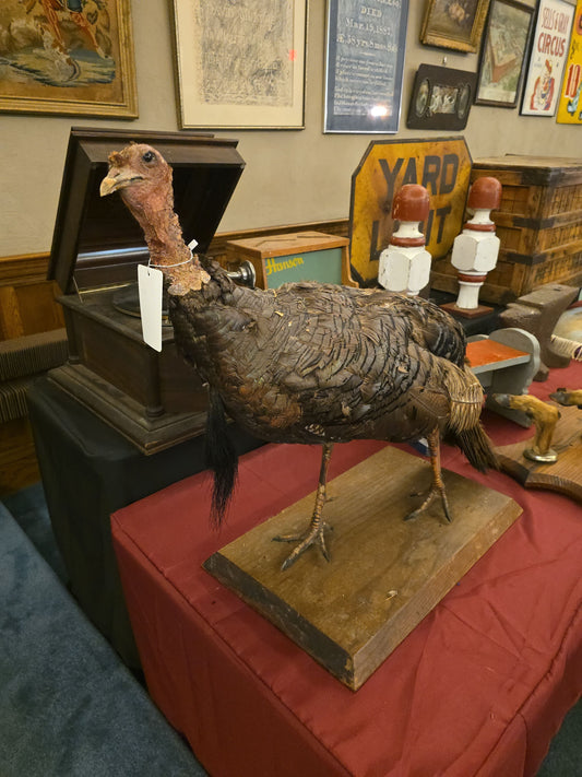 Vintage Taxidermy Wild Turkey Mount on Wood Base