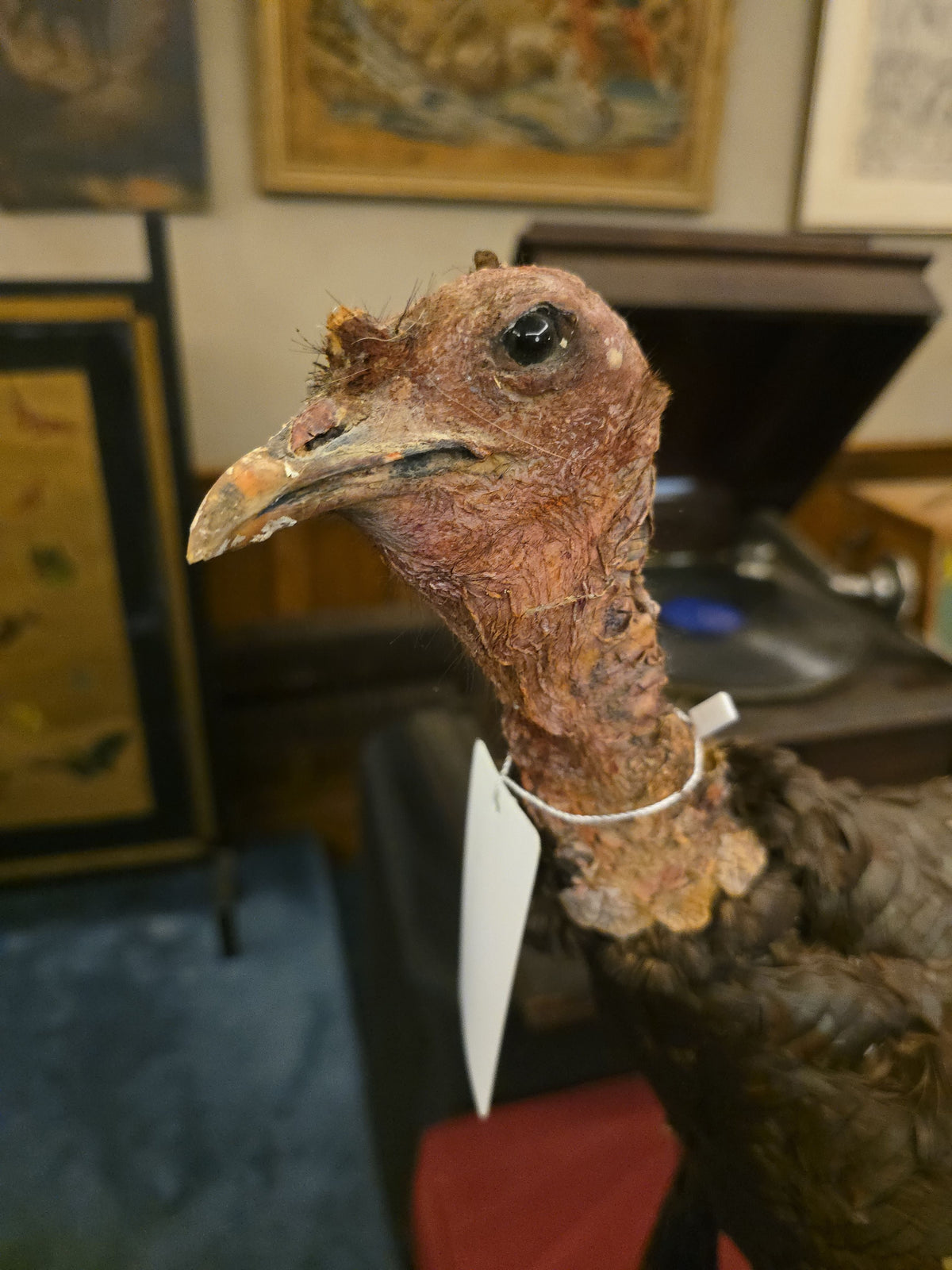 Vintage Taxidermy Wild Turkey Mount on Wood Base