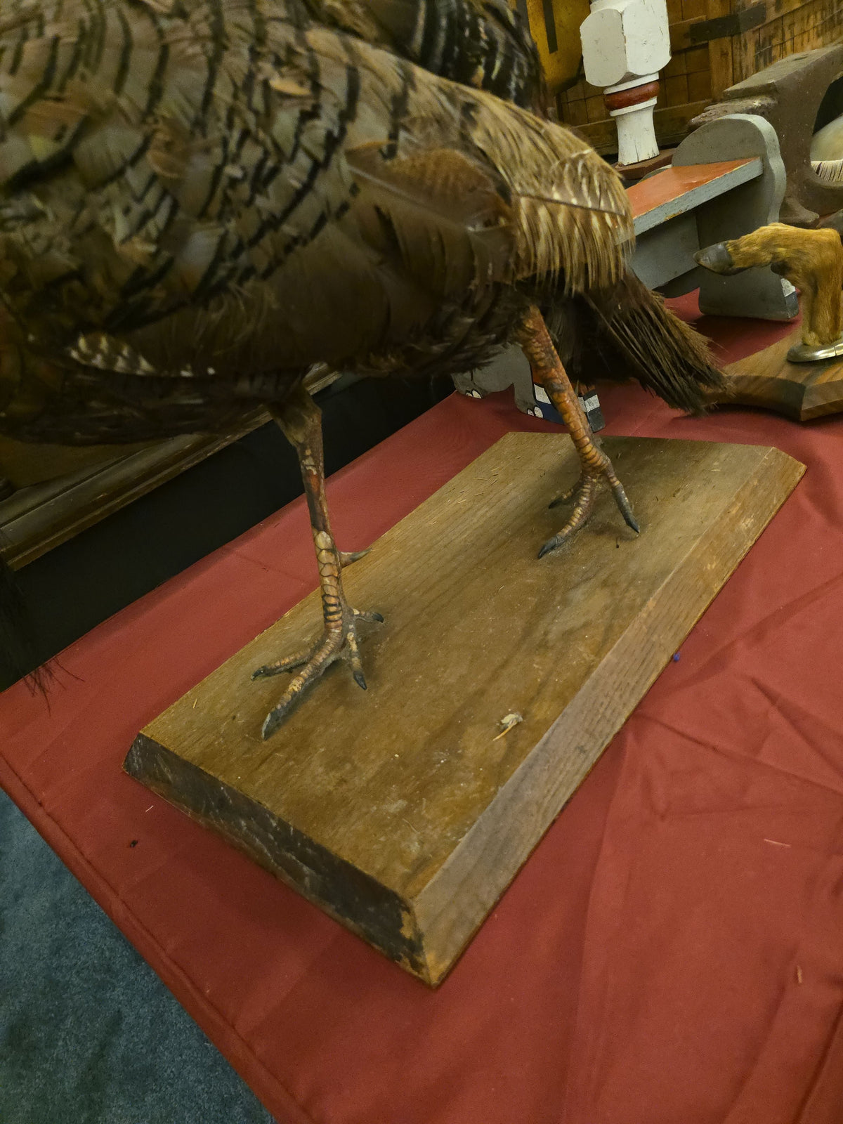 Vintage Taxidermy Wild Turkey Mount on Wood Base