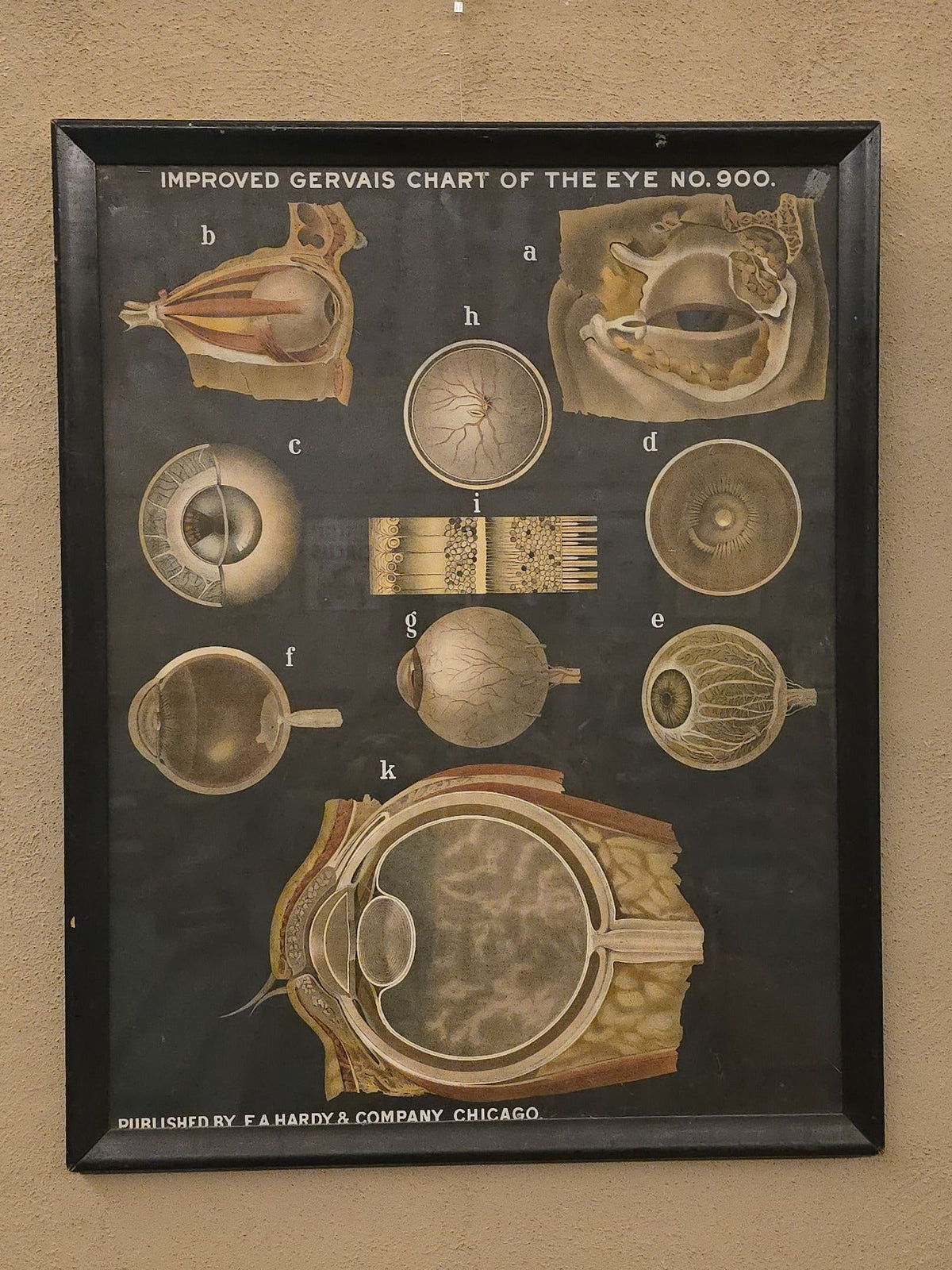 Antique Framed "Improved Gervais Chart of the Eye No. 900" Anatomical Eye Chart, Published by F. A. Hardy & Company, Chicago, Illinois