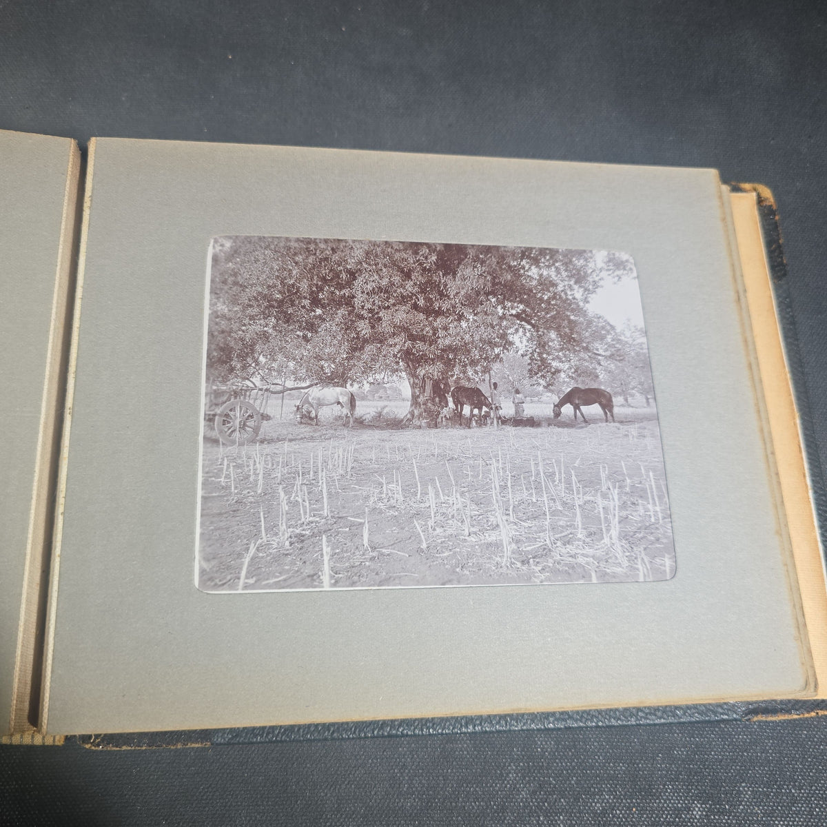 Antique Photo Album of British India Photographs including Dogs, Colonial Architecture, Encampments, and Monuments