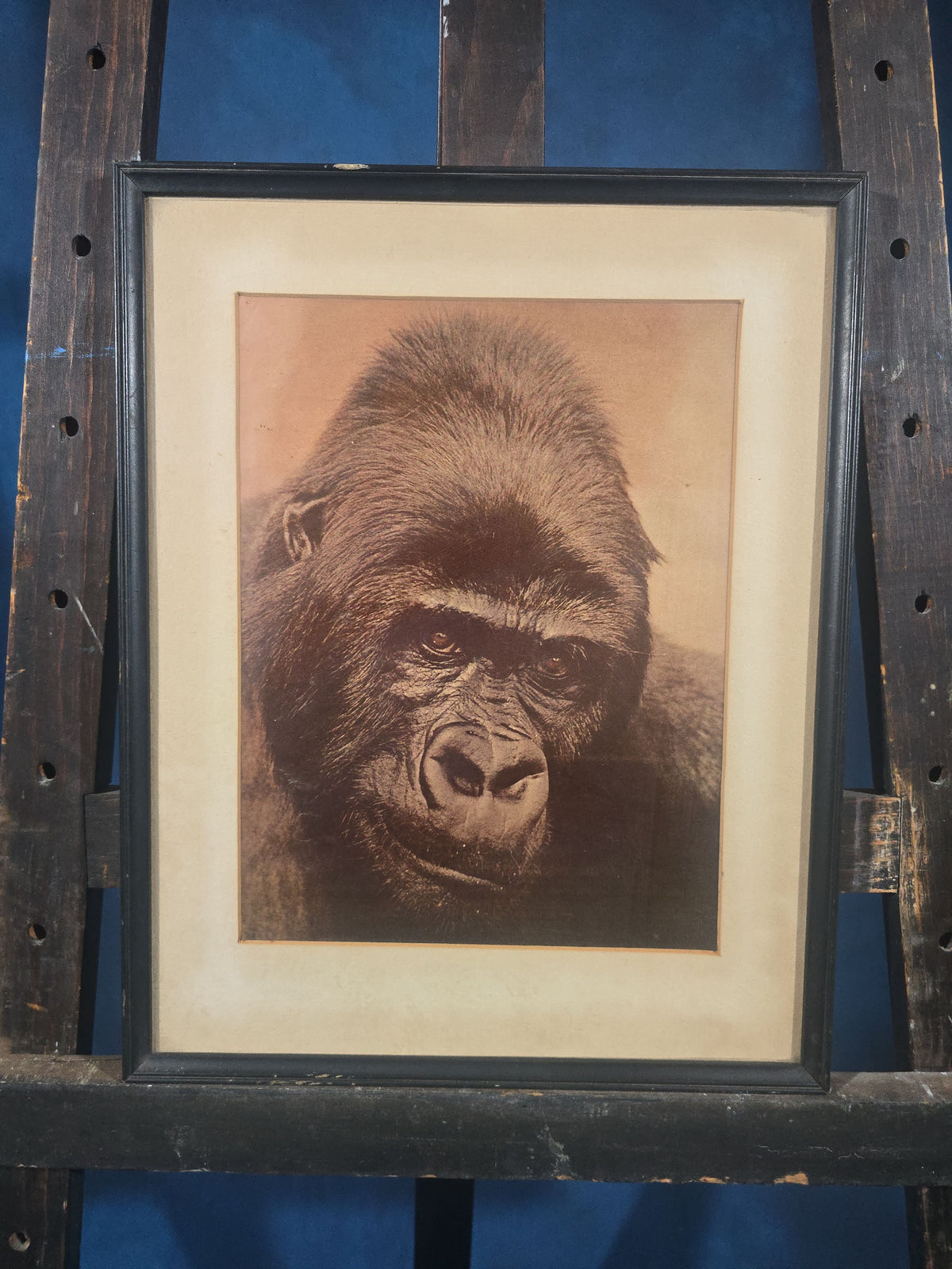 Vintage Framed Gorilla Portrait Print