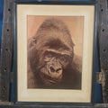 Lot 041 - Vintage Framed Gorilla Portrait Print, 14-1/4" W x 18" H