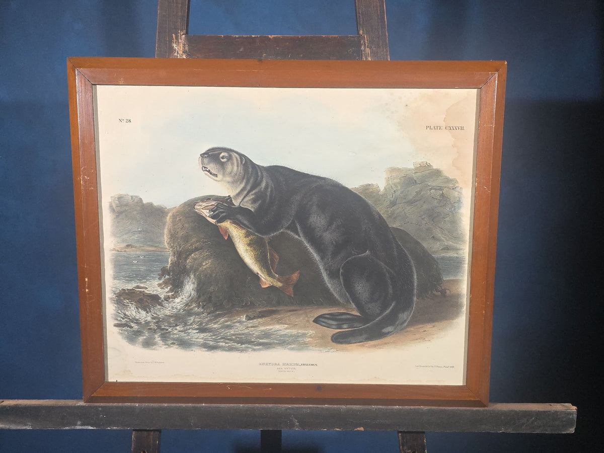 Antique Framed Audubon Sea Otter Lithograph Print, Plate CXXXVII, "Enhydra Marina" Young Male, Drawn by J.W. Audubon, Printed by J.T. Bowen, Philadelphia, Pennsylvania, 1848