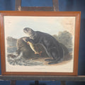 Lot 033 - Antique Framed Audubon Sea Otter Lithograph Print, Plate Cxxxvii, "Enhydra Marina" Young Male, Drawn by J.W. Audubon, Printed by J.T. Bowen, Philadelphia, Pennsylvania, 1848, 30" W x 25" H