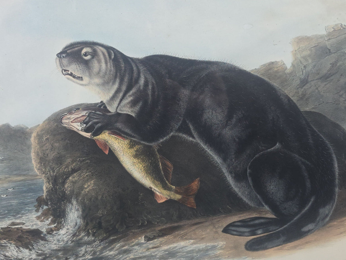 Antique Framed Audubon Sea Otter Lithograph Print, Plate CXXXVII, "Enhydra Marina" Young Male, Drawn by J.W. Audubon, Printed by J.T. Bowen, Philadelphia, Pennsylvania, 1848