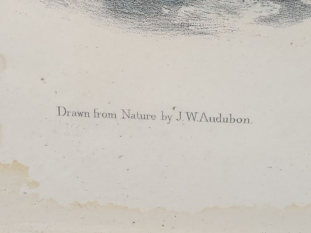 Antique Framed Audubon Sea Otter Lithograph Print, Plate CXXXVII, "Enhydra Marina" Young Male, Drawn by J.W. Audubon, Printed by J.T. Bowen, Philadelphia, Pennsylvania, 1848