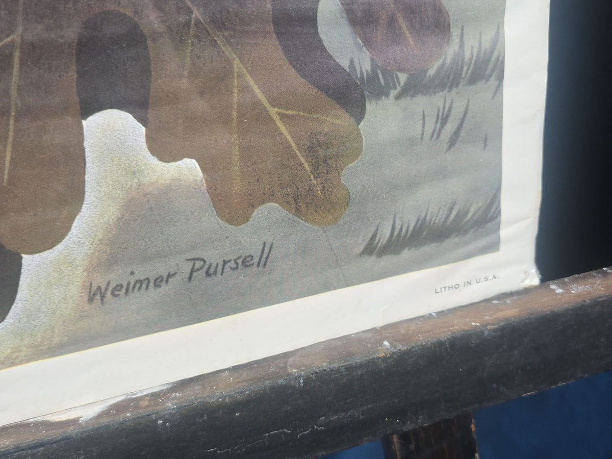 Vintage Western-Winchester Advertising Lithograph Poster, Squirrel Hunting Scene by Weimer Pursell, 1955