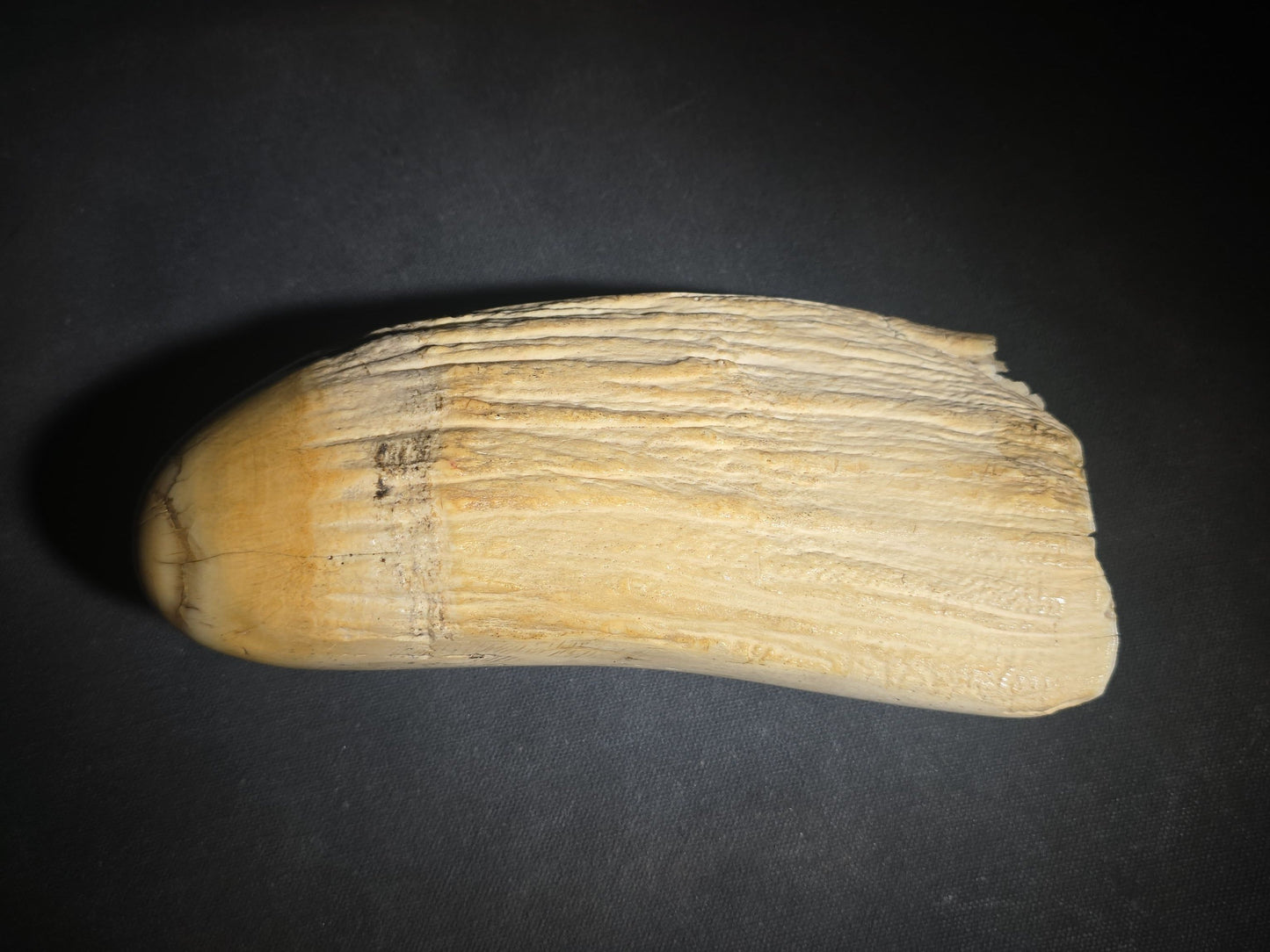 Antique Scrimshaw Whale Tooth engraved with "South Eastern View Nantucket, Mass 1838" Harbor Scene, Town Waterfront, Sailing Vessels, Church Steeples, and Horse-Drawn Cart