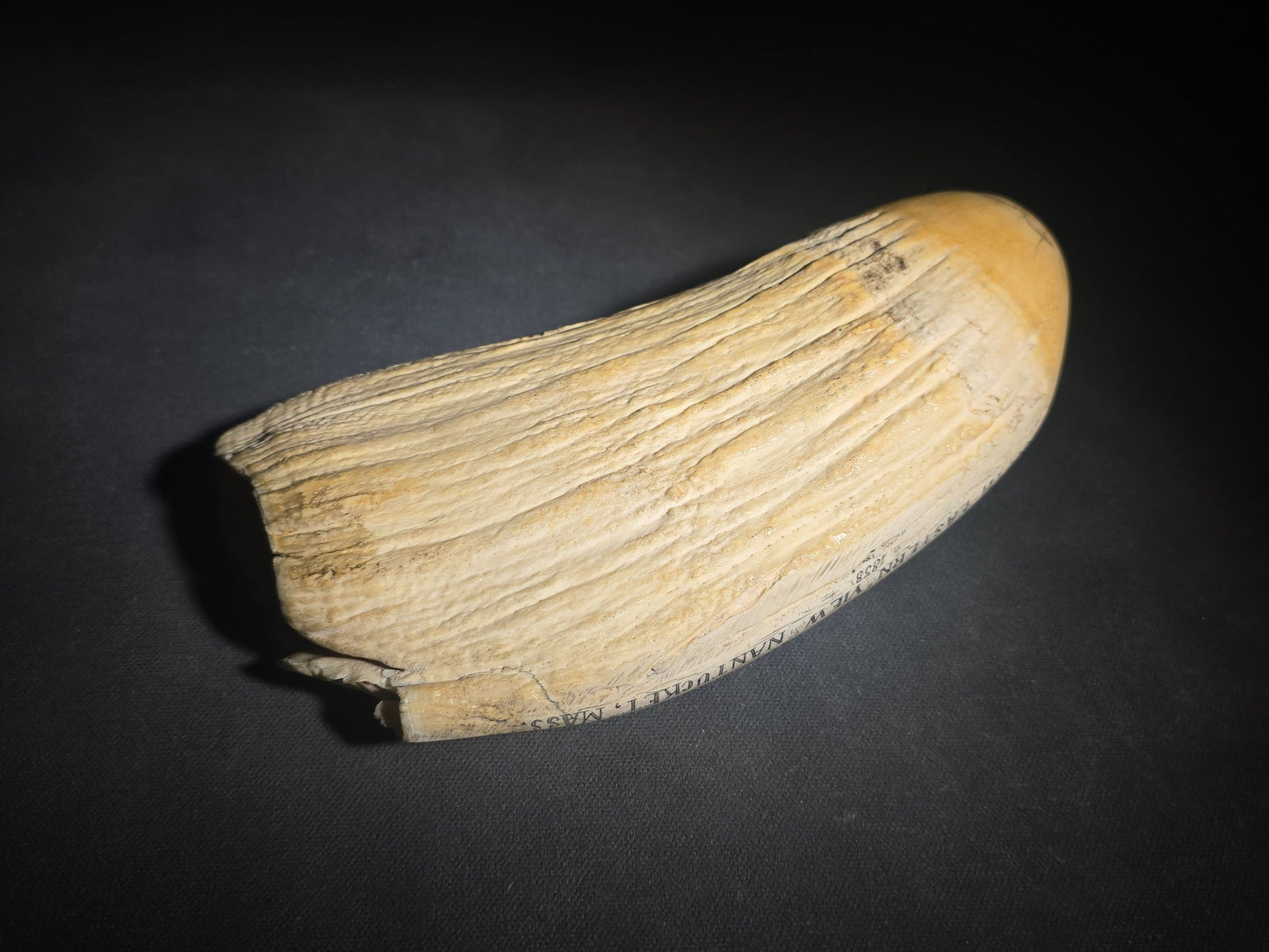 Antique Scrimshaw Whale Tooth engraved with "South Eastern View Nantucket, Mass 1838" Harbor Scene, Town Waterfront, Sailing Vessels, Church Steeples, and Horse-Drawn Cart
