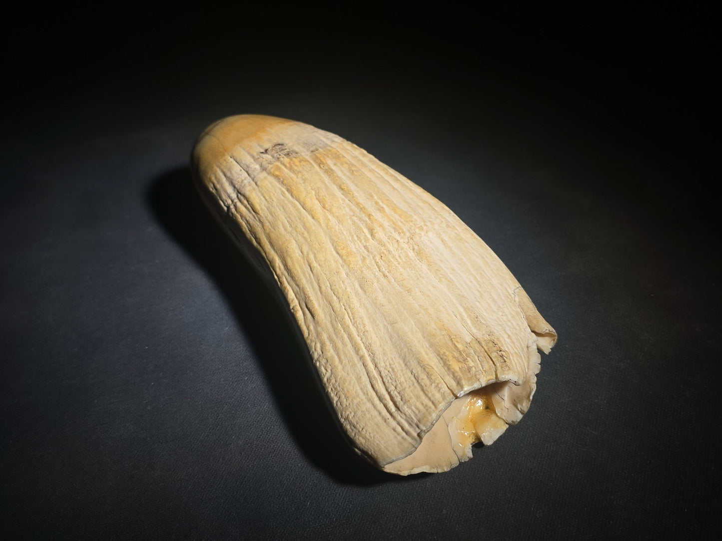 Antique Scrimshaw Whale Tooth engraved with "South Eastern View Nantucket, Mass 1838" Harbor Scene, Town Waterfront, Sailing Vessels, Church Steeples, and Horse-Drawn Cart