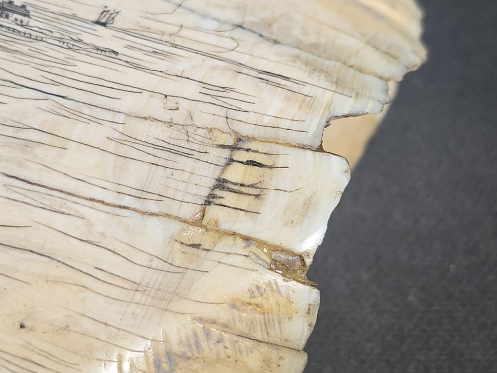 Antique Scrimshaw Whale Tooth engraved with "South Eastern View Nantucket, Mass 1838" Harbor Scene, Town Waterfront, Sailing Vessels, Church Steeples, and Horse-Drawn Cart