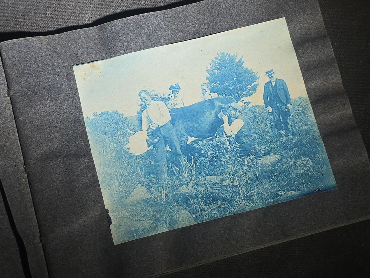 Antique Cyanotype Photo Album Containing Nine Cyanotype Photographs Including Comic Scene with Cow, Colonial House, River Rapids, Park Pond, and Orchard Landscape