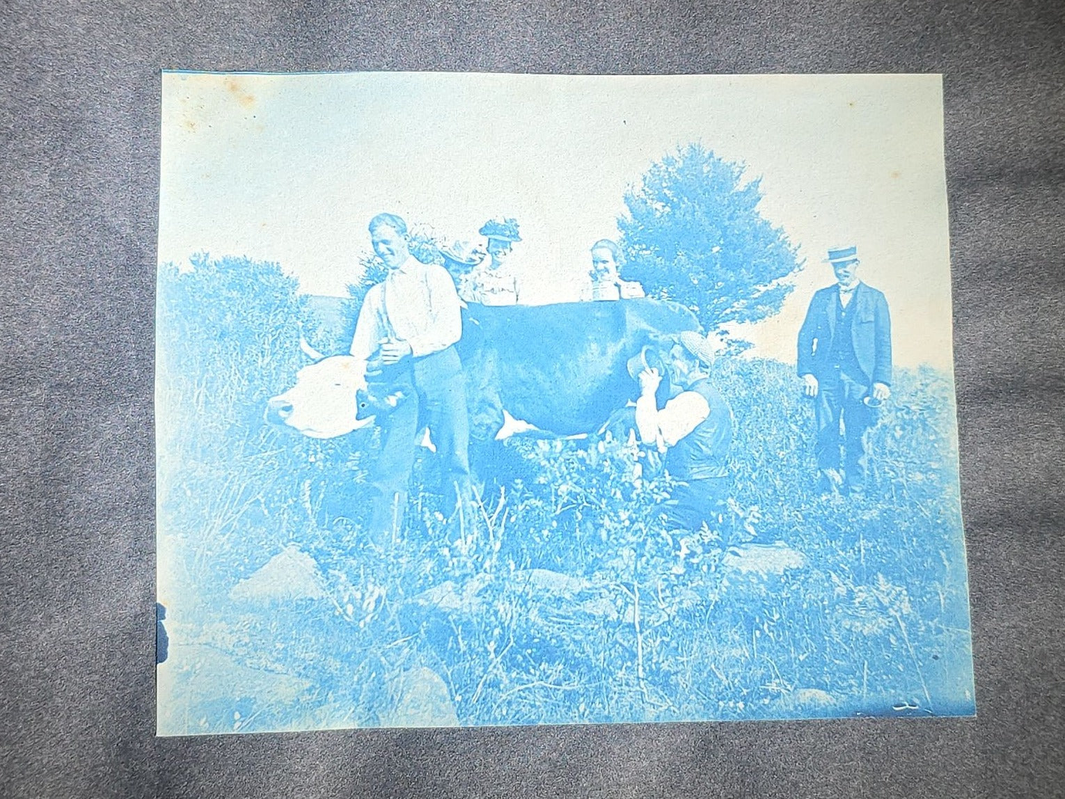 Antique Cyanotype Photo Album Containing Nine Cyanotype Photographs Including Comic Scene with Cow, Colonial House, River Rapids, Park Pond, and Orchard Landscape