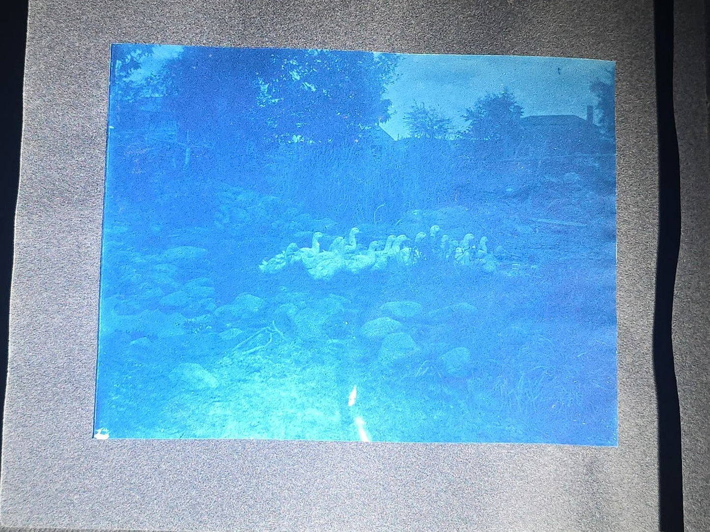 Antique Cyanotype Photo Album Containing Nine Cyanotype Photographs Including Comic Scene with Cow, Colonial House, River Rapids, Park Pond, and Orchard Landscape