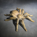 Lot 010 - Vintage Cast Bronze Figural Tarantula Spider Sculpture, 9-1/2" L