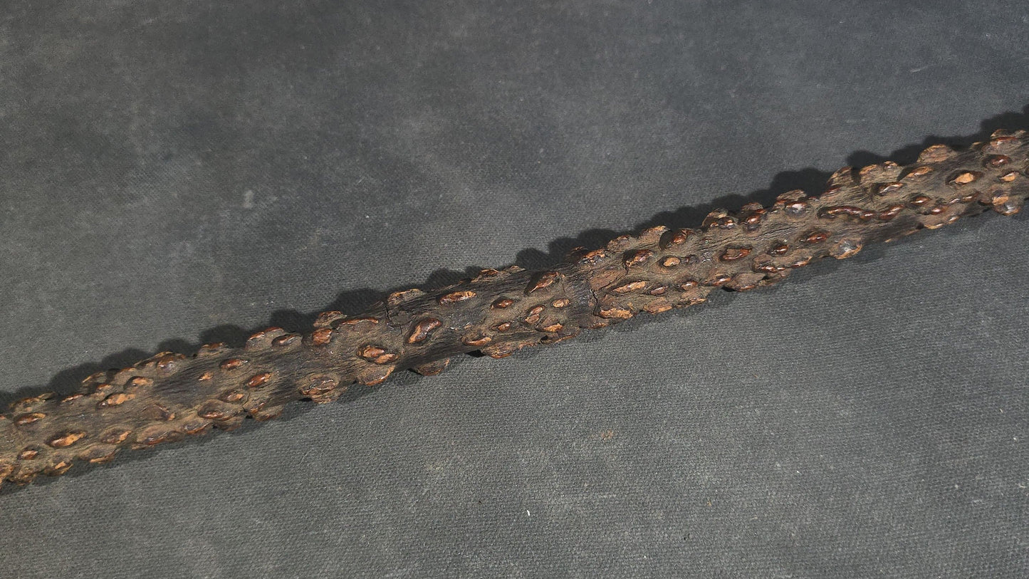 Antique Walking Cane with Bone Knob Handle, Naturalistic Bark Shaft, and Leather Wrist Strap