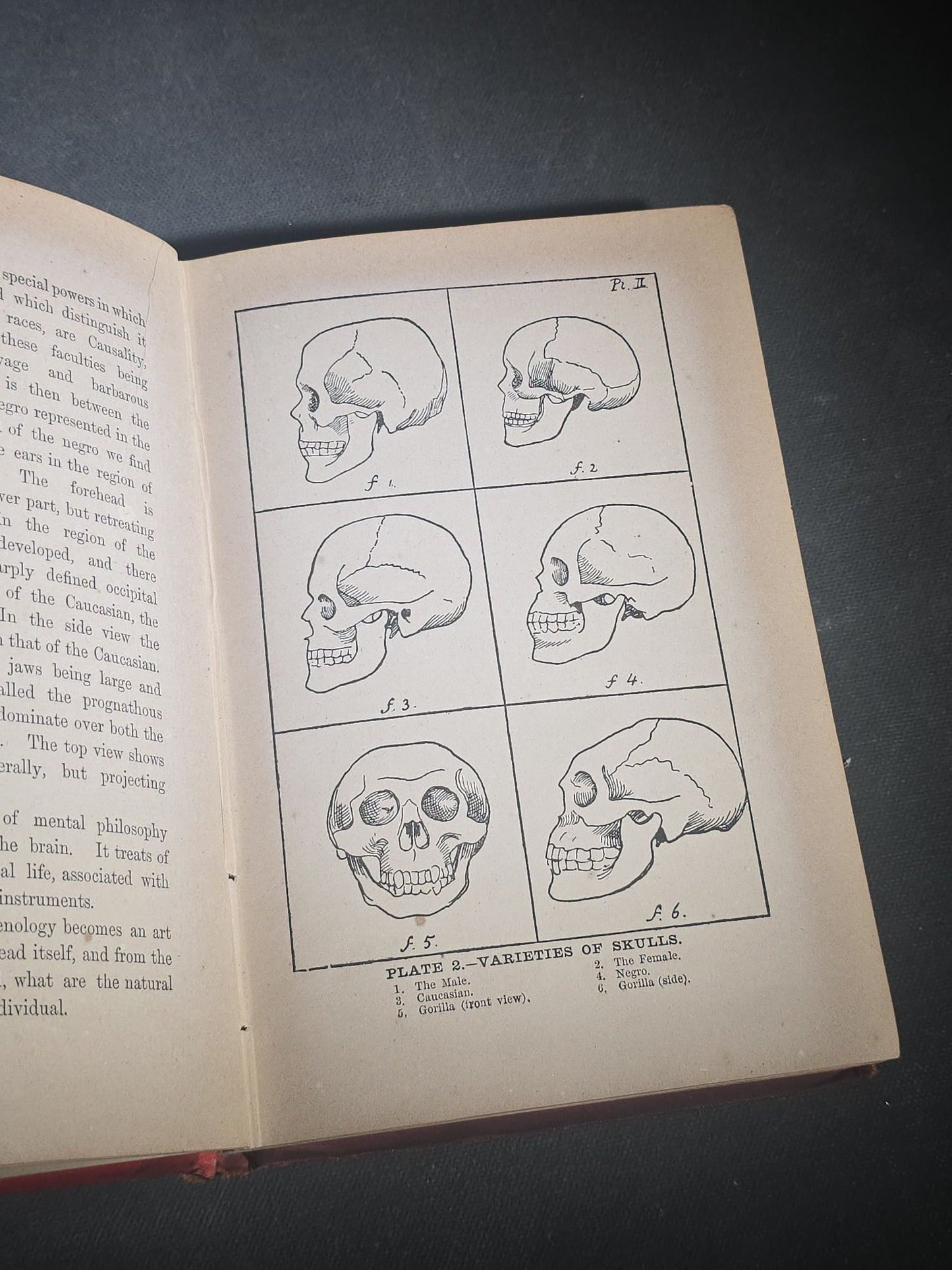 "The Modern Self-Instructor in Phrenology, Physiology, and Physiognomy" Antique Illustrated Phrenology Book by Gustavus Cohen, Illustrated by Fritz Braun, Published by Gustavus Cohen & Co., London