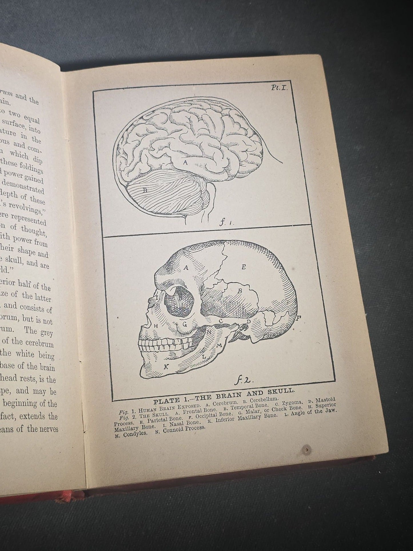 "The Modern Self-Instructor in Phrenology, Physiology, and Physiognomy" Antique Illustrated Phrenology Book by Gustavus Cohen, Illustrated by Fritz Braun, Published by Gustavus Cohen & Co., London