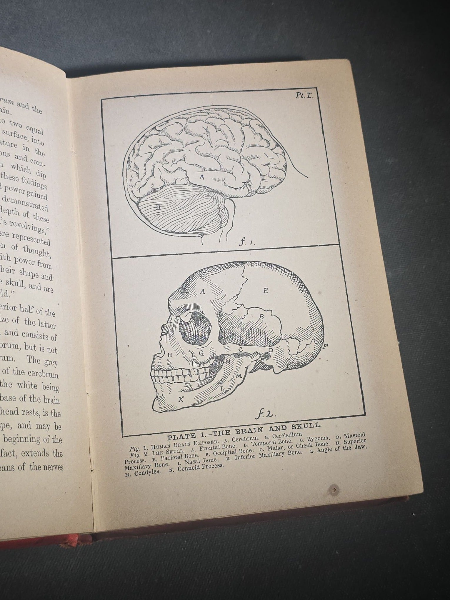 "The Modern Self-Instructor in Phrenology, Physiology, and Physiognomy" Antique Illustrated Phrenology Book by Gustavus Cohen, Illustrated by Fritz Braun, Published by Gustavus Cohen & Co., London