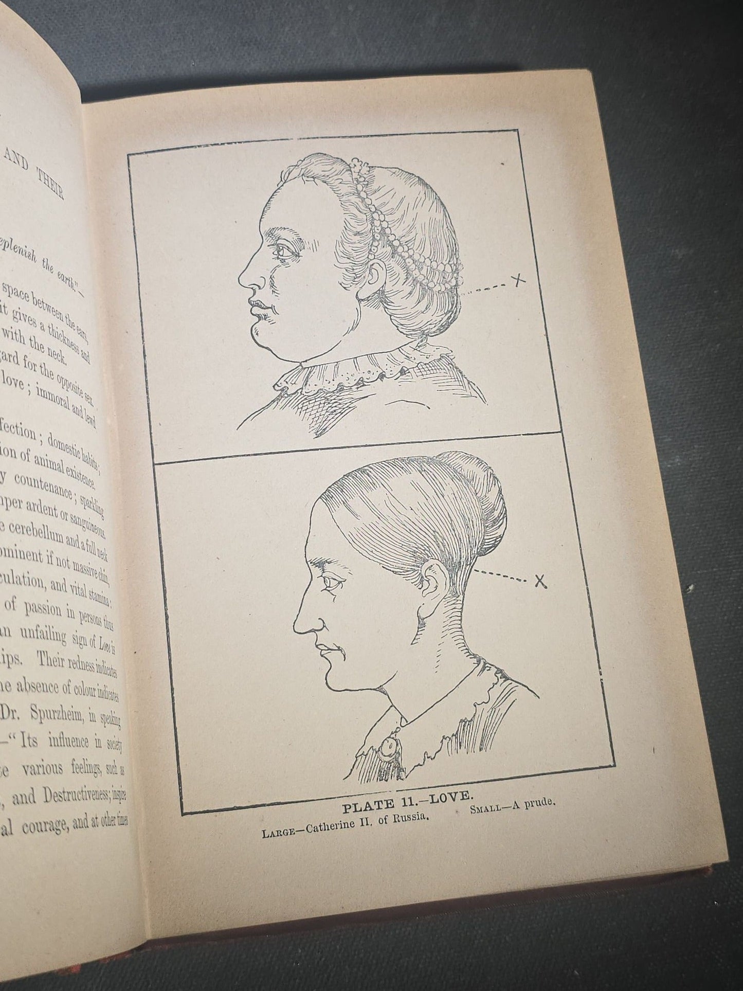 "The Modern Self-Instructor in Phrenology, Physiology, and Physiognomy" Antique Illustrated Phrenology Book by Gustavus Cohen, Illustrated by Fritz Braun, Published by Gustavus Cohen & Co., London