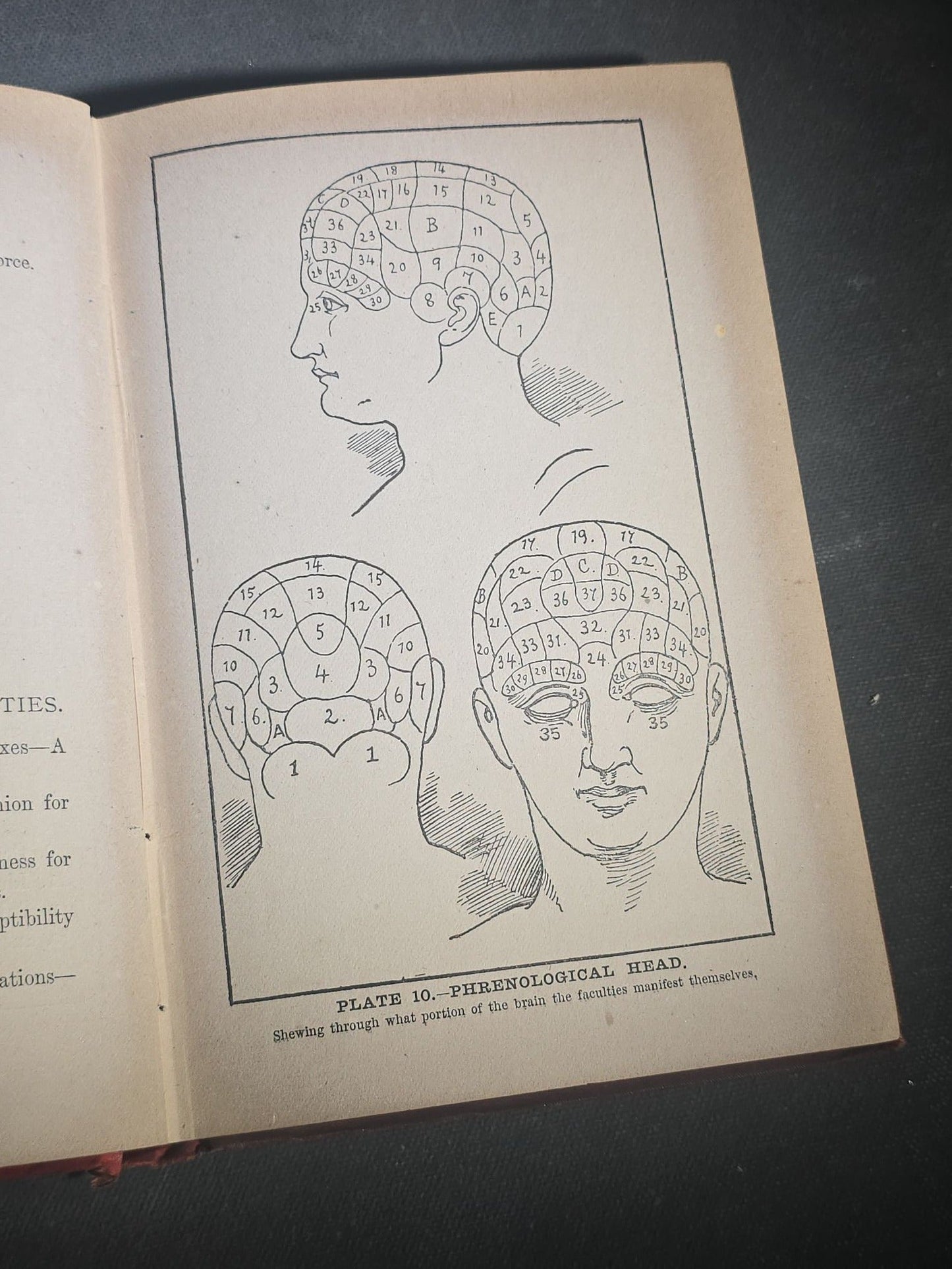 "The Modern Self-Instructor in Phrenology, Physiology, and Physiognomy" Antique Illustrated Phrenology Book by Gustavus Cohen, Illustrated by Fritz Braun, Published by Gustavus Cohen & Co., London