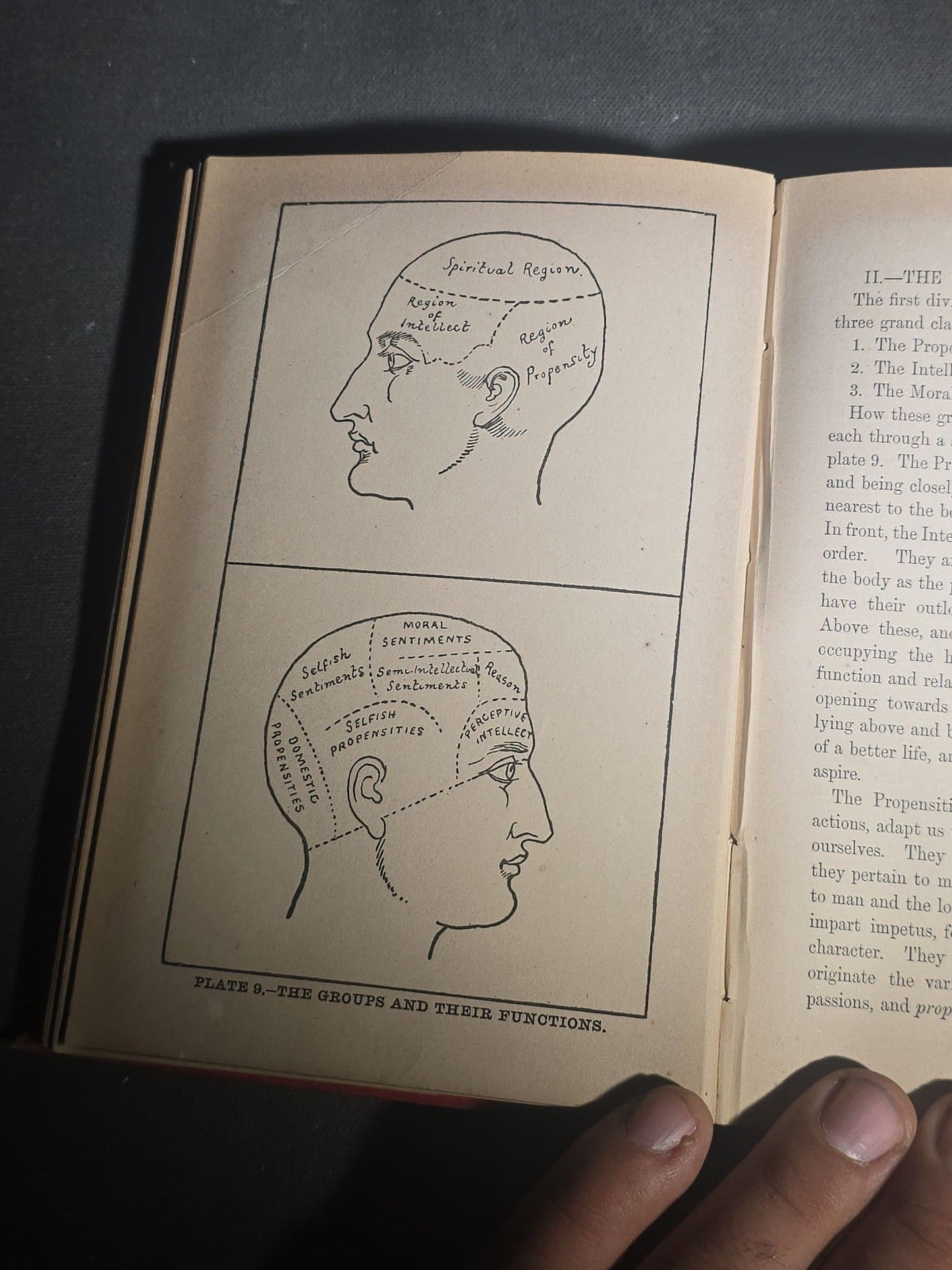 "The Modern Self-Instructor in Phrenology, Physiology, and Physiognomy" Antique Illustrated Phrenology Book by Gustavus Cohen, Illustrated by Fritz Braun, Published by Gustavus Cohen & Co., London