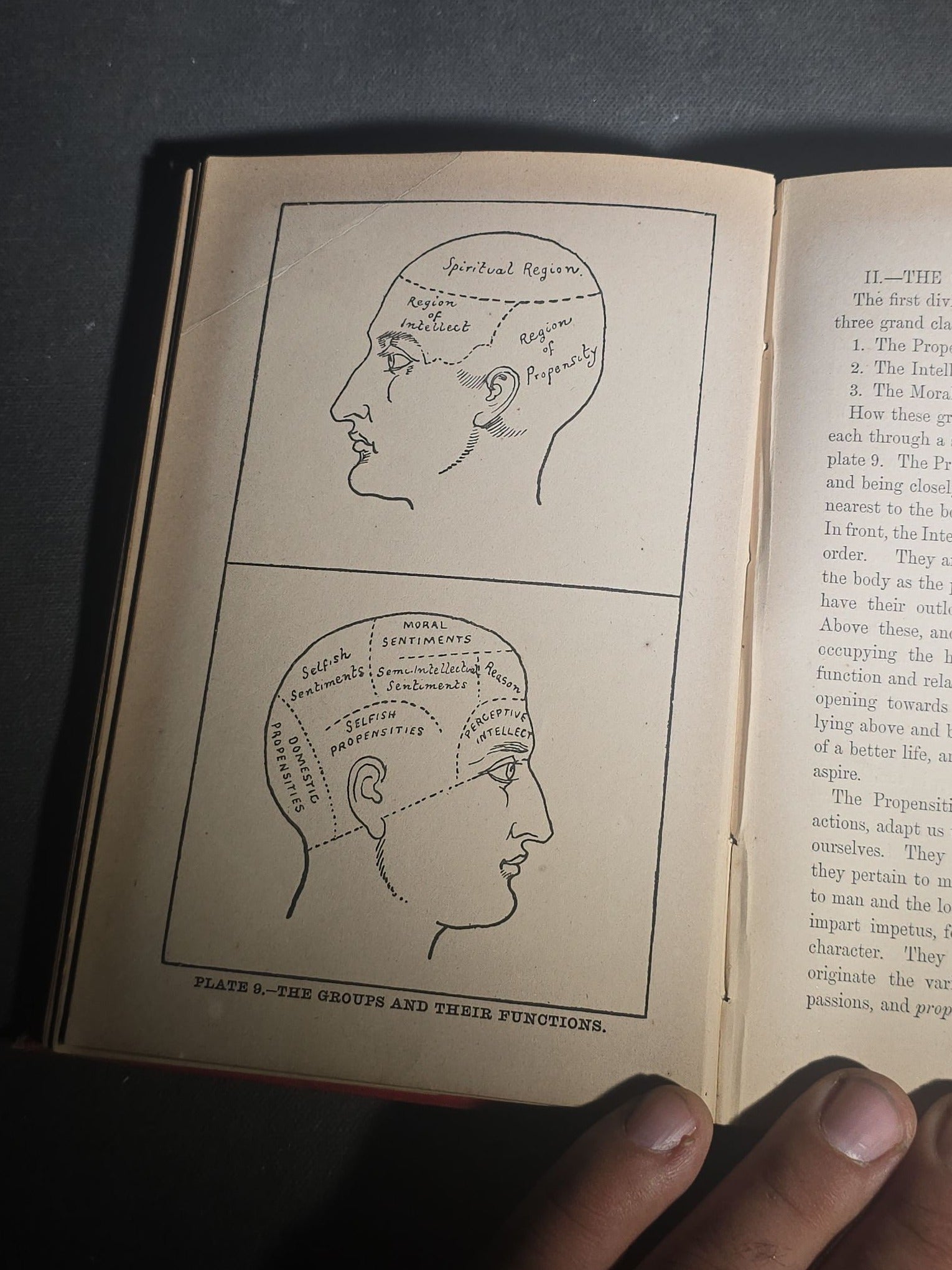 "The Modern Self-Instructor in Phrenology, Physiology, and Physiognomy" Antique Illustrated Phrenology Book by Gustavus Cohen, Illustrated by Fritz Braun, Published by Gustavus Cohen & Co., London