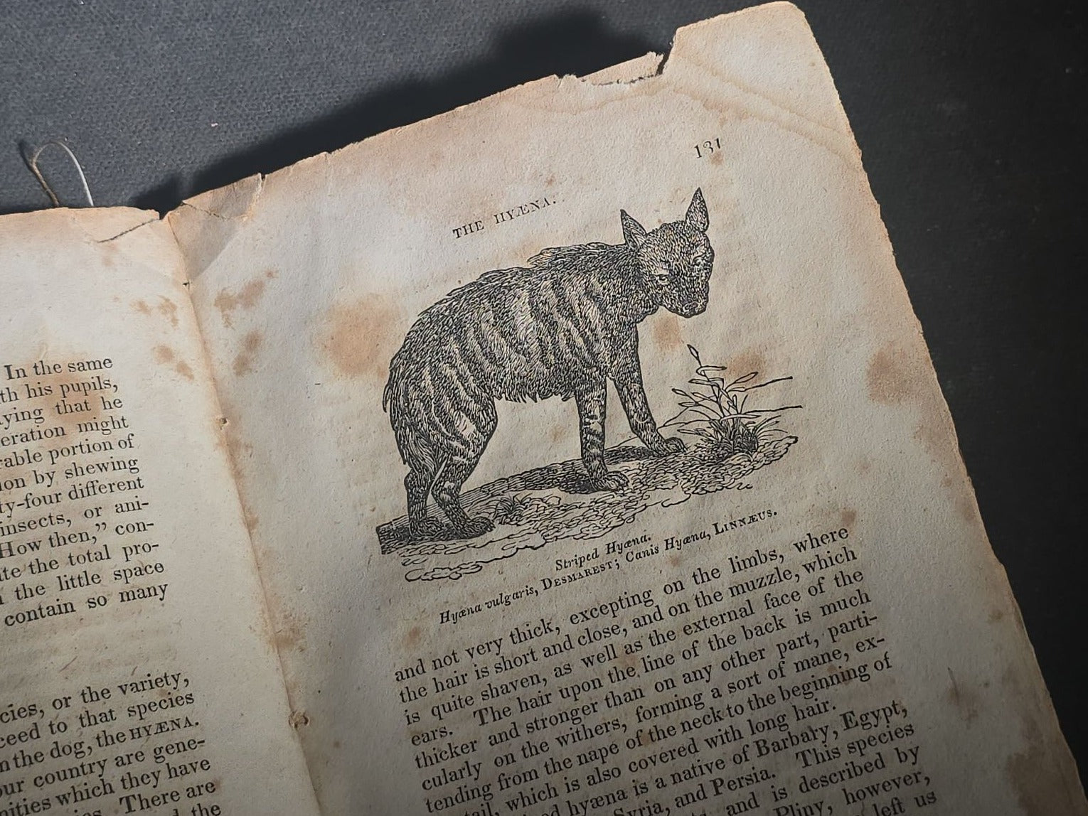 "The Menageries: Quadrupeds, Described and Drawn from Living Subjects" Antique Illustrated Natural History Book, Vol. I Part I, The Library of Entertaining Knowledge, Published by Wells and Lilly, Boston, Massachusetts, 1830