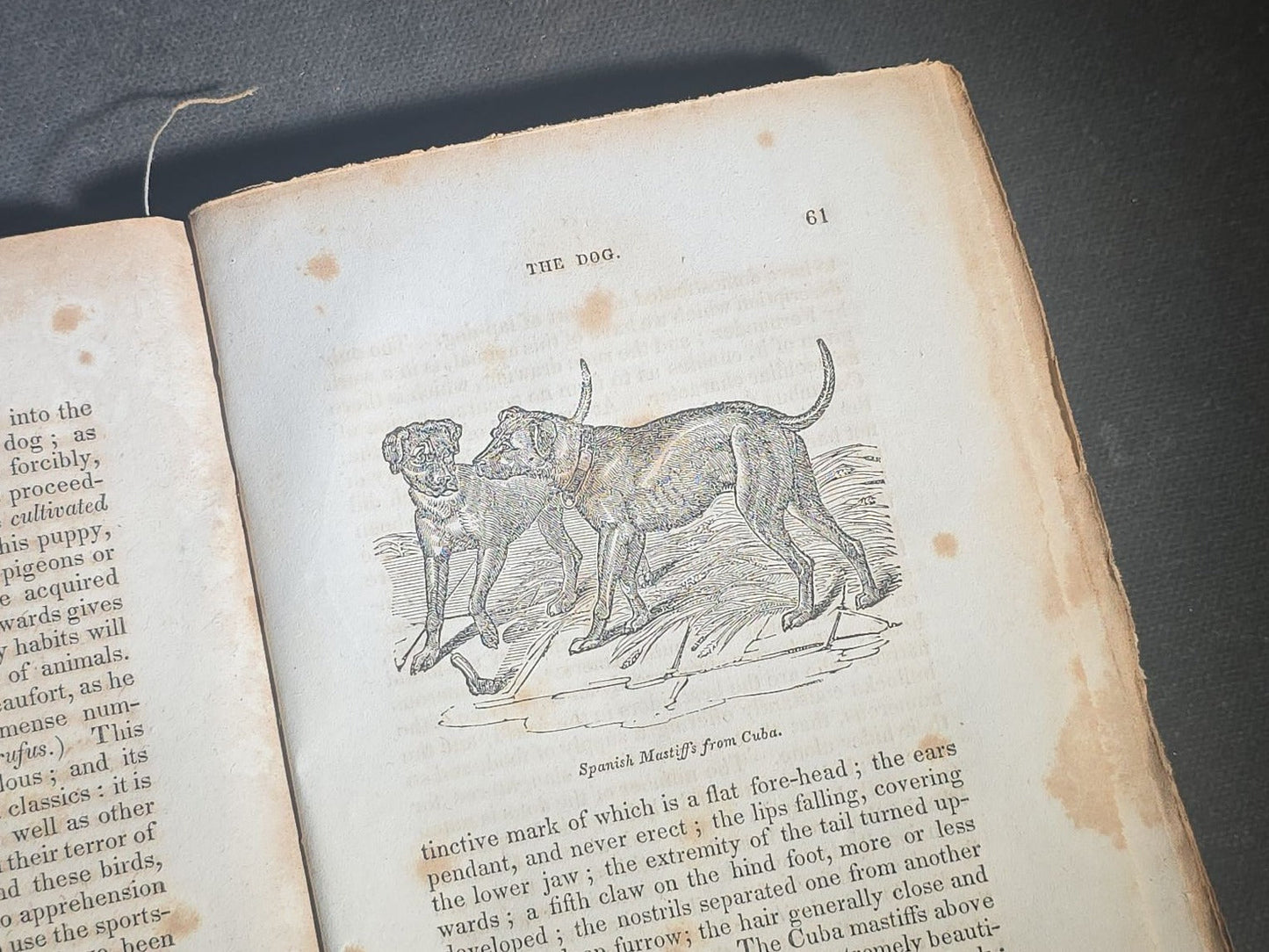 "The Menageries: Quadrupeds, Described and Drawn from Living Subjects" Antique Illustrated Natural History Book, Vol. I Part I, The Library of Entertaining Knowledge, Published by Wells and Lilly, Boston, Massachusetts, 1830