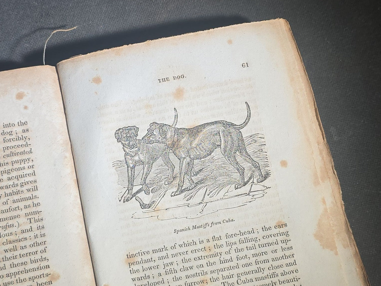 "The Menageries: Quadrupeds, Described and Drawn from Living Subjects" Antique Illustrated Natural History Book, Vol. I Part I, The Library of Entertaining Knowledge, Published by Wells and Lilly, Boston, Massachusetts, 1830