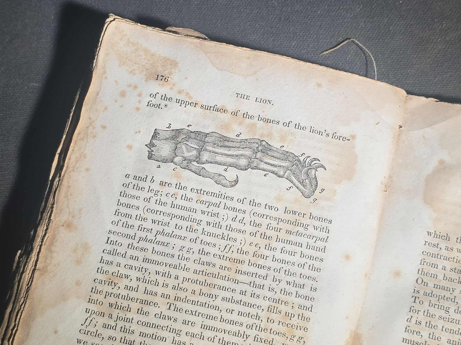 "The Menageries: Quadrupeds, Described and Drawn from Living Subjects" Antique Illustrated Natural History Book, Vol. I Part I, The Library of Entertaining Knowledge, Published by Wells and Lilly, Boston, Massachusetts, 1830