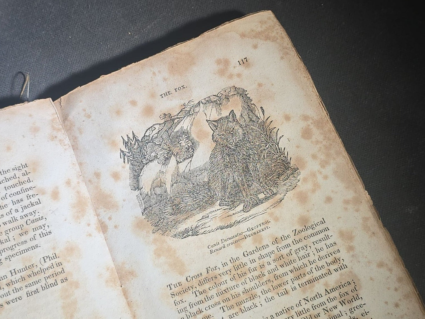 "The Menageries: Quadrupeds, Described and Drawn from Living Subjects" Antique Illustrated Natural History Book, Vol. I Part I, The Library of Entertaining Knowledge, Published by Wells and Lilly, Boston, Massachusetts, 1830