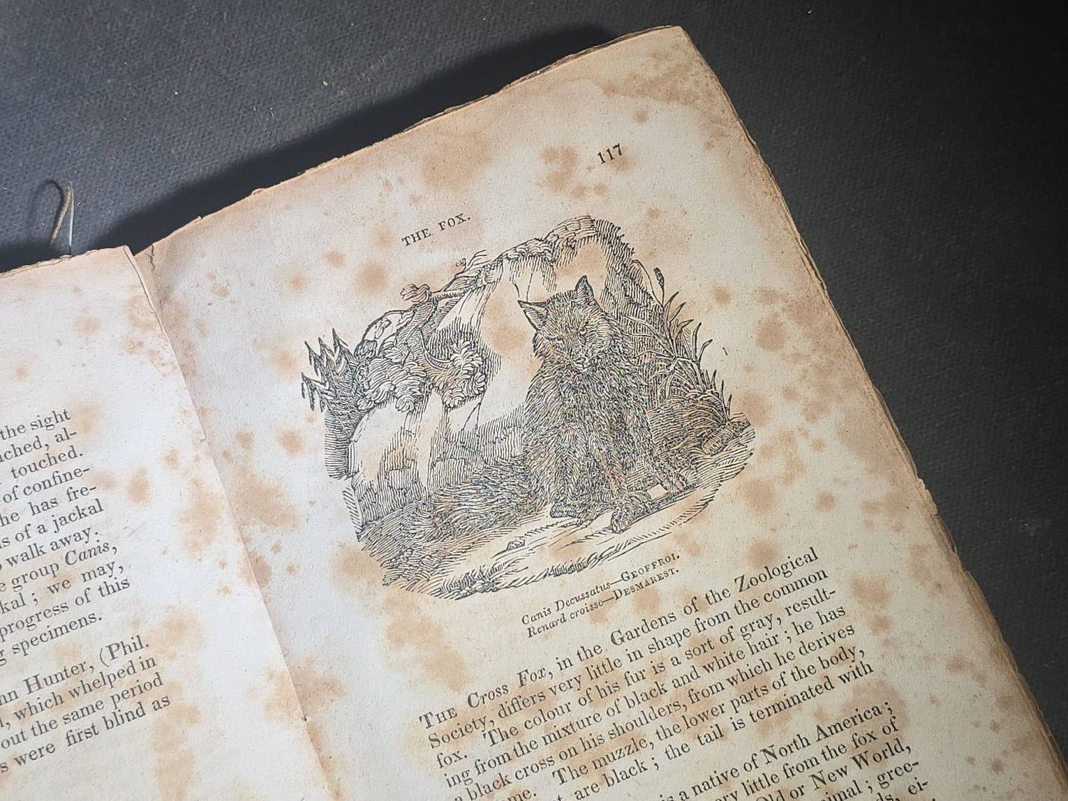 "The Menageries: Quadrupeds, Described and Drawn from Living Subjects" Antique Illustrated Natural History Book, Vol. I Part I, The Library of Entertaining Knowledge, Published by Wells and Lilly, Boston, Massachusetts, 1830