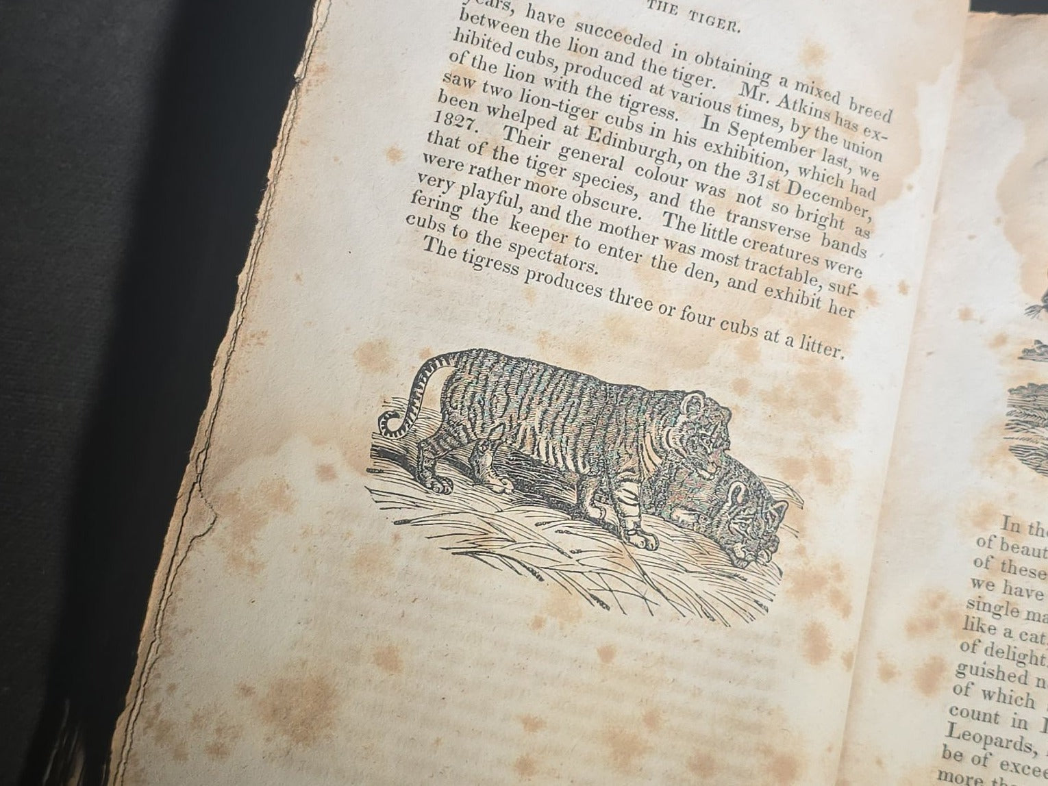 "The Menageries: Quadrupeds, Described and Drawn from Living Subjects" Antique Illustrated Natural History Book, Vol. I Part I, The Library of Entertaining Knowledge, Published by Wells and Lilly, Boston, Massachusetts, 1830
