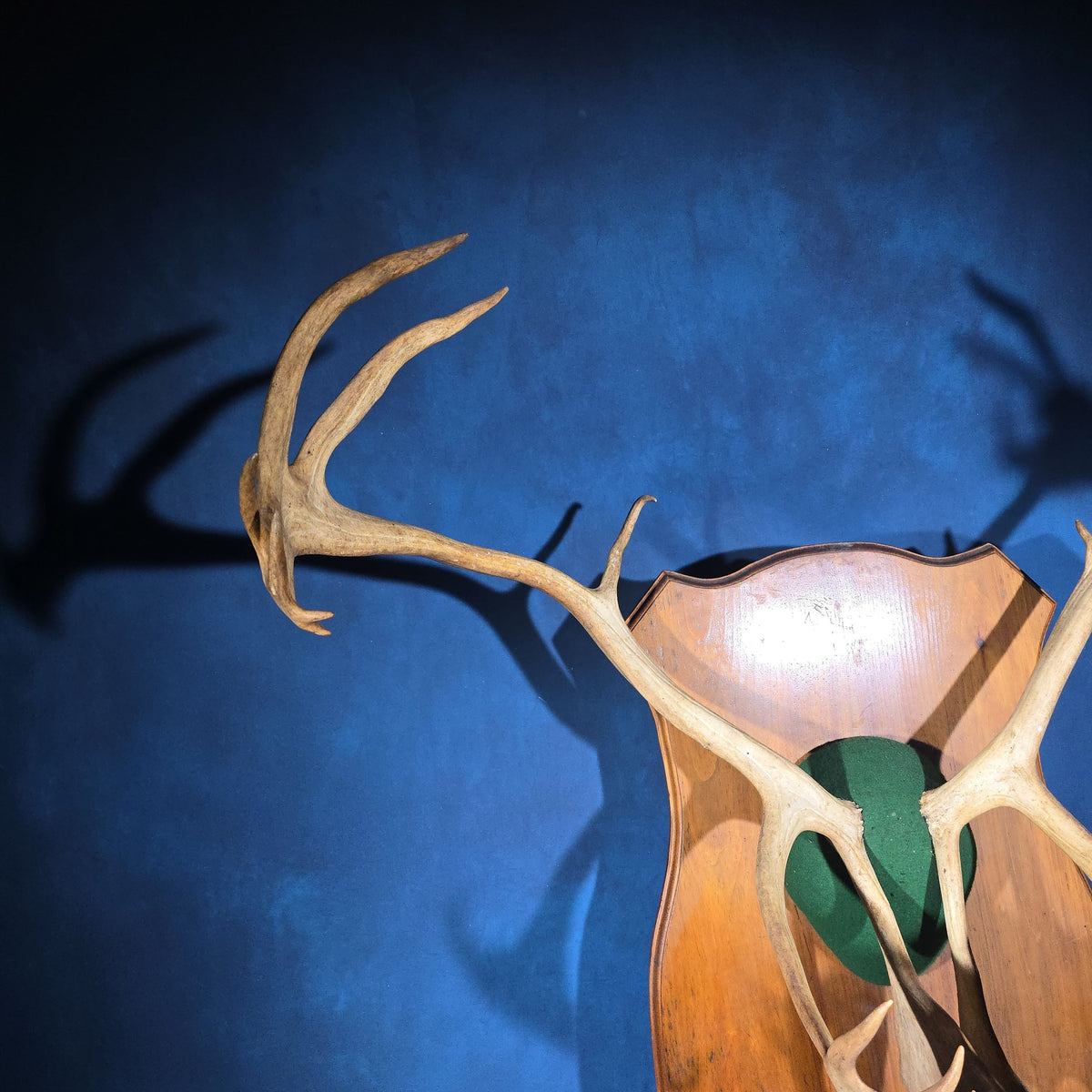 Vintage Mounted Caribou Antler Rack on Shield-Shaped Wooden Wall Plaque with Green Felt Skull Cap Cover
