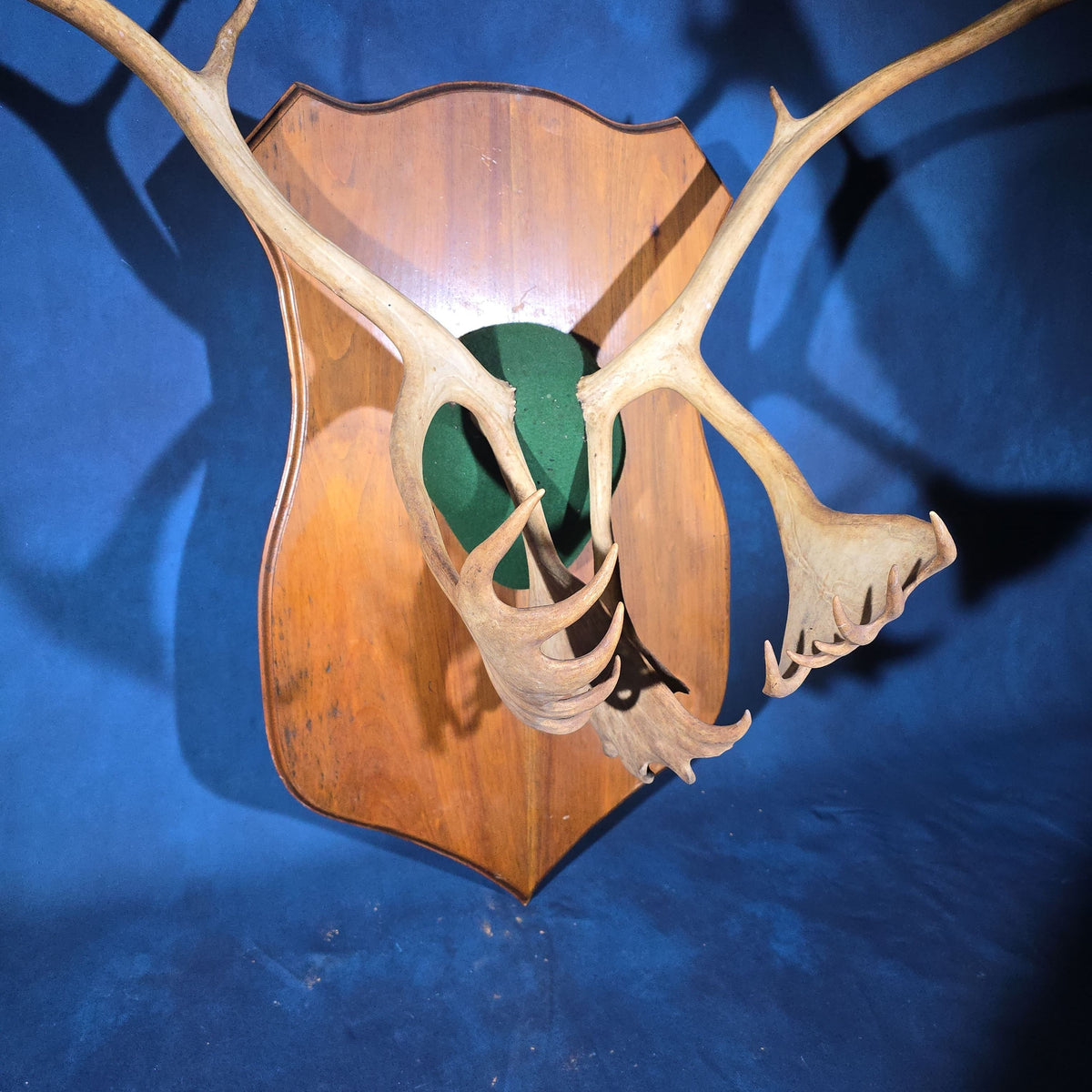 Vintage Mounted Caribou Antler Rack on Shield-Shaped Wooden Wall Plaque with Green Felt Skull Cap Cover