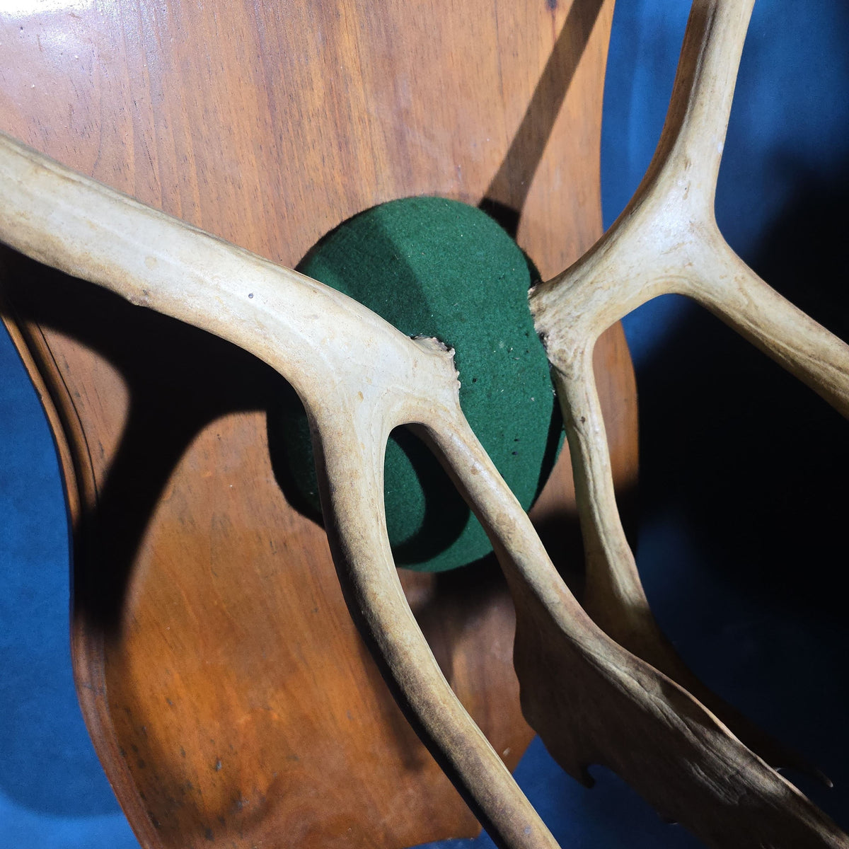 Vintage Mounted Caribou Antler Rack on Shield-Shaped Wooden Wall Plaque with Green Felt Skull Cap Cover